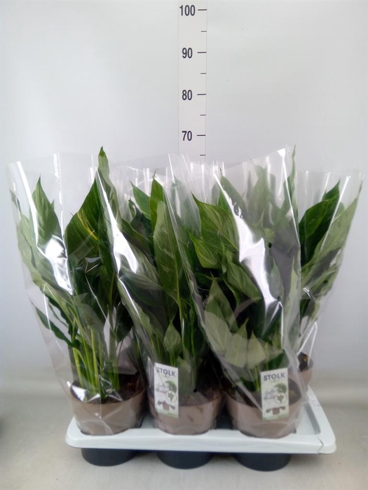 <h4>Spathiphyllum  'Diamond'</h4>