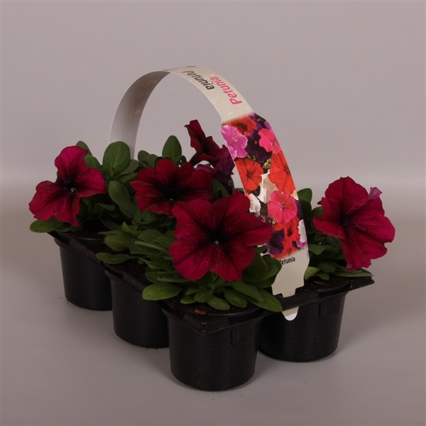 <h4>Petunia paars 6p</h4>