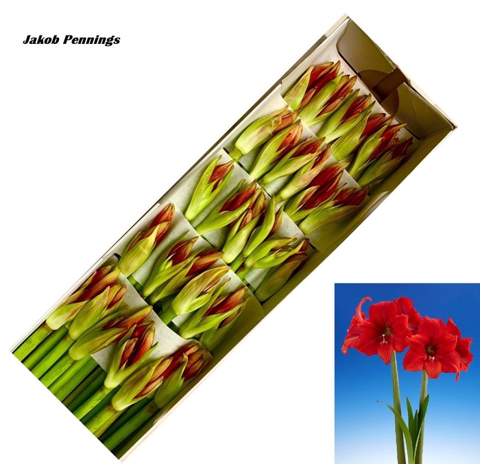 <h4>HIPP GA RED TIGER</h4>