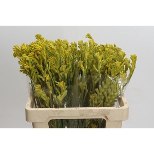 Anigozanthos Bush Gold