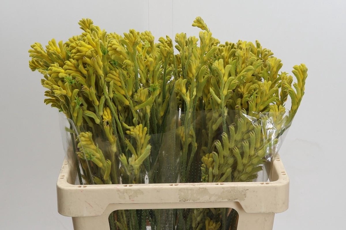 <h4>Anigozanthos Bush Gold</h4>