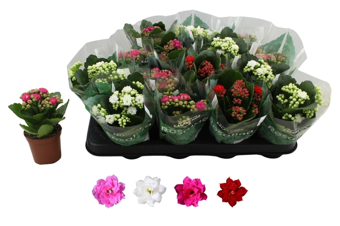 <h4>KAL GE RO GEM 4 KL</h4>