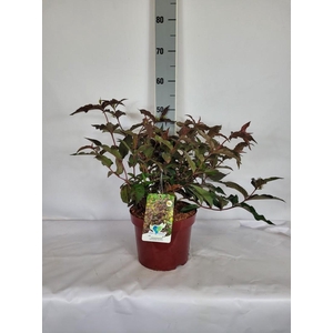 Diervilla splendens 'Diva' EU-S C5 40-60