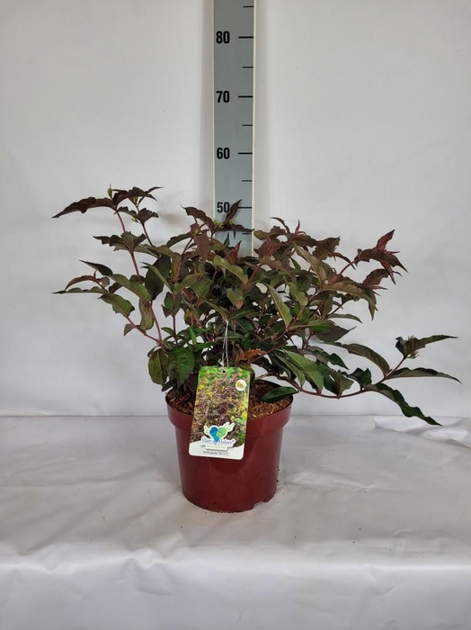 <h4>Diervilla splendens 'Diva' EU-S C5 40-60</h4>