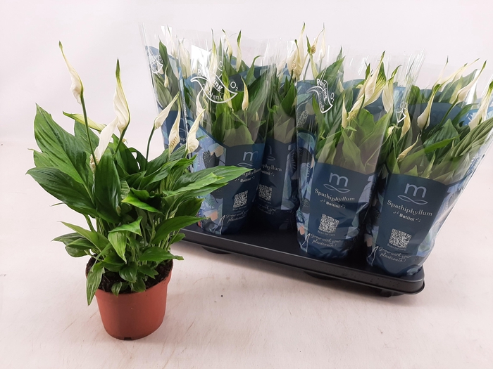 <h4>SPATH BELLINI</h4>