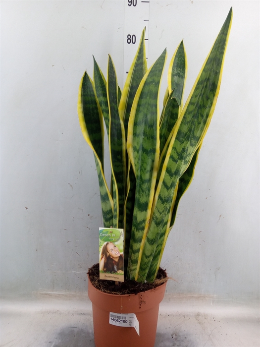 <h4>Sansevieria trifa. 'Laurentii'</h4>
