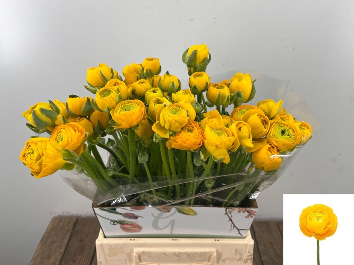 <h4>RAN EL YELLOW</h4>