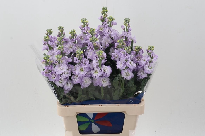 <h4>Matth Iron Marine</h4>