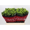 Hypericum Lucky Romance