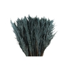 Cortaderia Grey Fanel Super