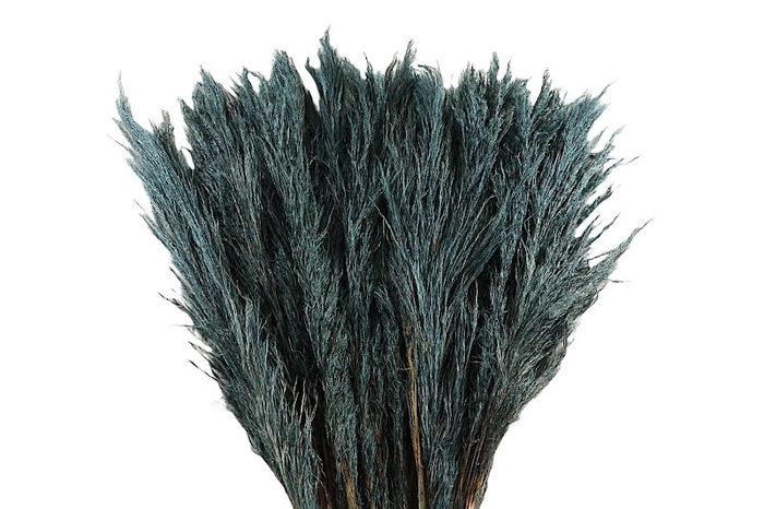 <h4>Cortaderia Grey Fanel Super</h4>