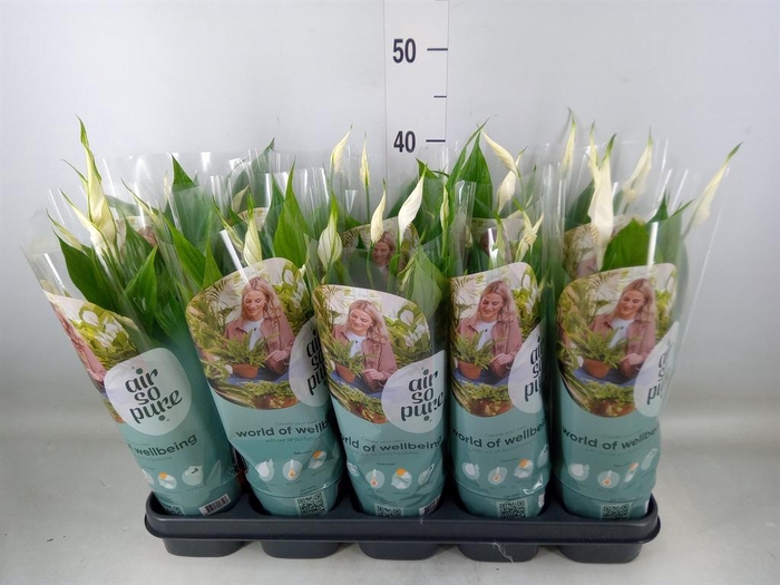 <h4>Spathiphyllum  'Torelli'</h4>