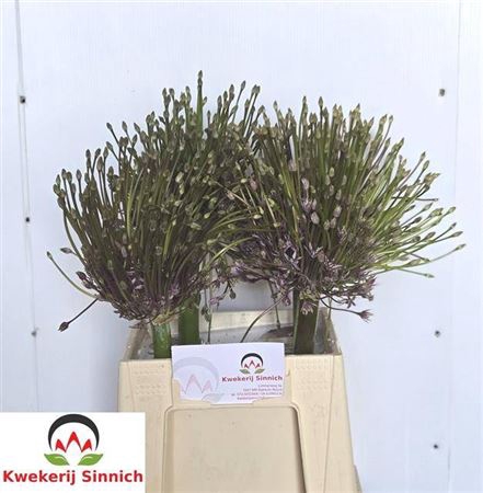 <h4>Allium Schubertii</h4>