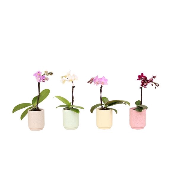 <h4>Indy Mix Tiny Dolls Mix 1T7+ Aqu@</h4>