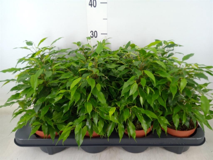 <h4>Ficus benja. 'Green Kinky'</h4>