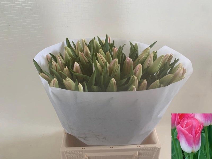 <h4>Tu En Dynasty</h4>