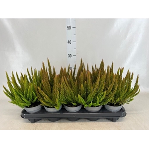 Calluna vulg. 'Skyline Pretoria'