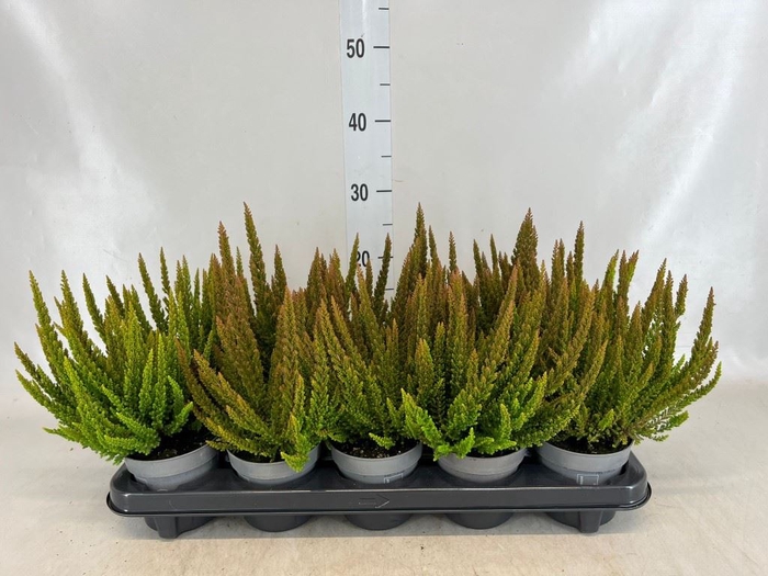 <h4>Calluna vulg. 'Skyline Pretoria'</h4>
