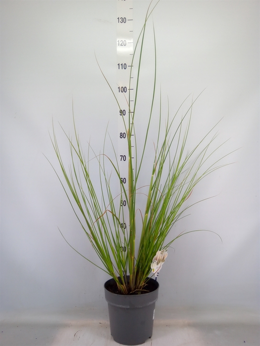 <h4>Cortaderia sell.</h4>