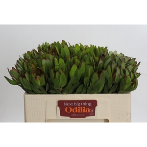 LEUCAD SAF GOLDSTRIK