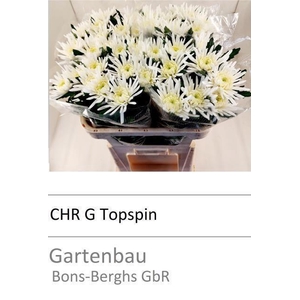 CHR G TOPSPIN