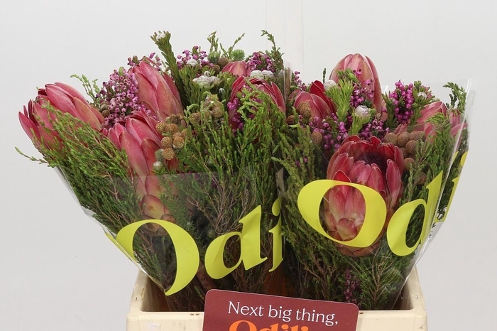 <h4>BQ Hybrid 5 Flower</h4>