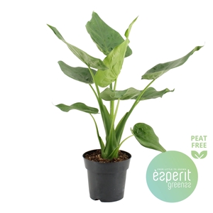 Alocasia cucullata