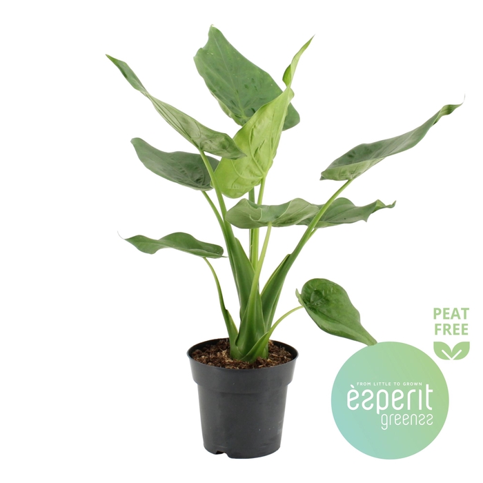 <h4>Alocasia cucullata</h4>