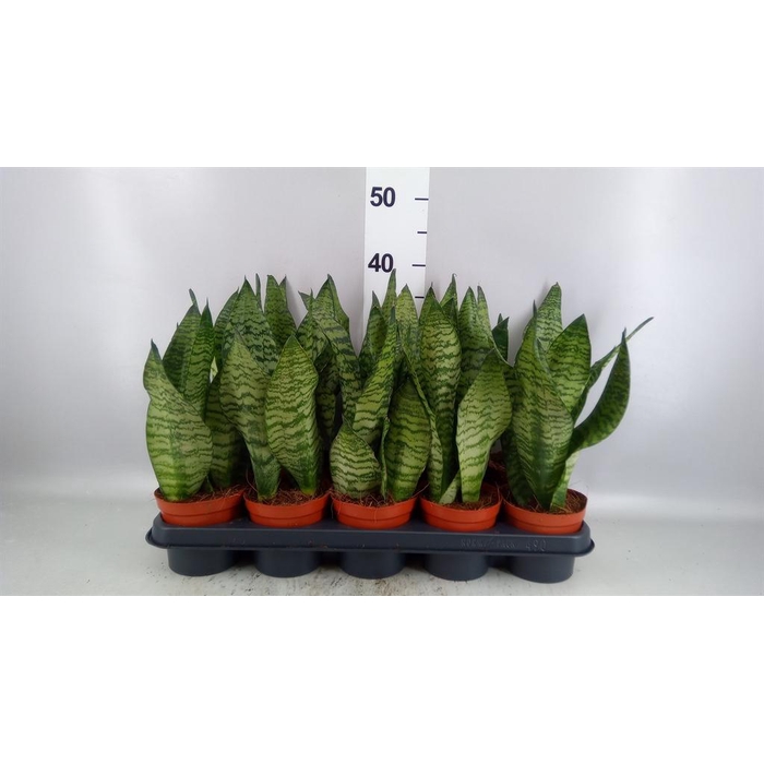 <h4>Sansevieria zeylanica</h4>