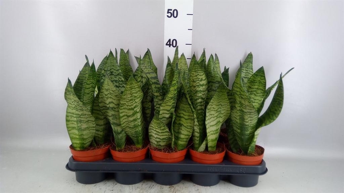 Sansevieria zeylanica