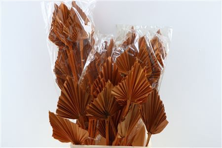 <h4>Dried Palm Spear 10pcs Orange Bunch</h4>
