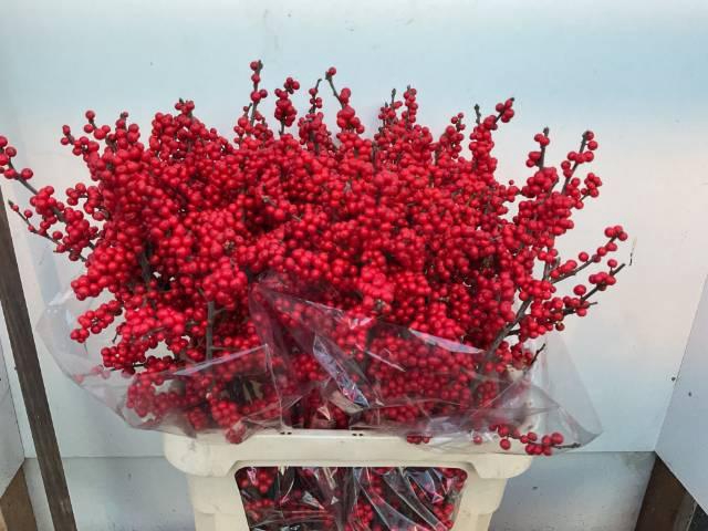 <h4>ILEX VE RODE BES</h4>