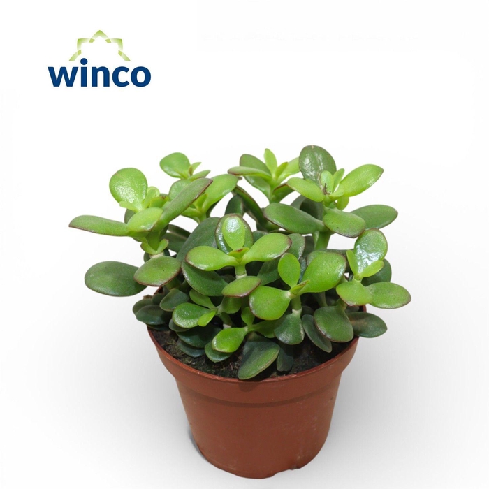 <h4>Crassula Minor</h4>
