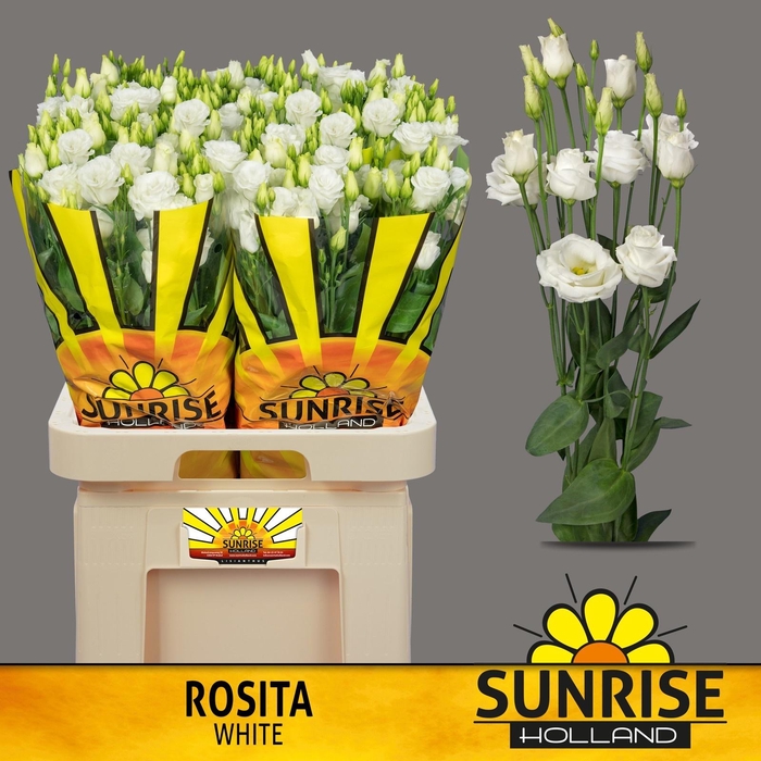 <h4>EUS G ROSI  WHITE</h4>