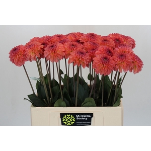 Dahlia DE 'Sebastian'