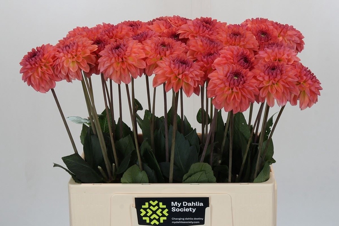 <h4>Dahlia DE 'Sebastian'</h4>