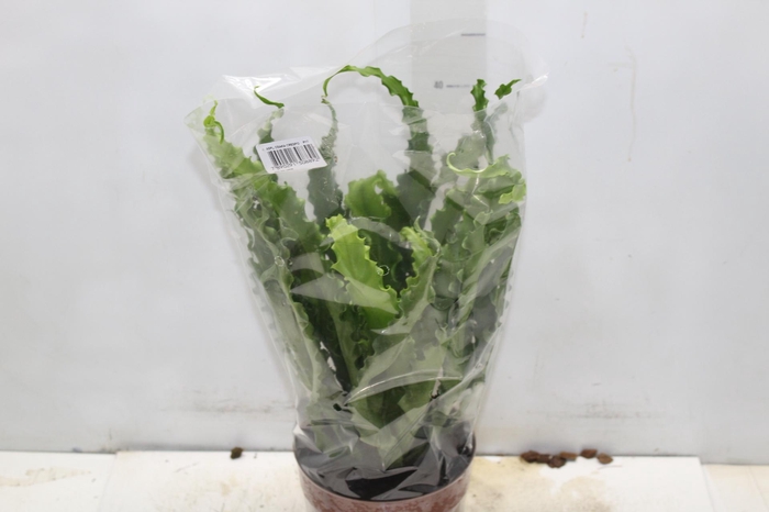 <h4>ASPLENIUM OSAKA CRESPO P17</h4>