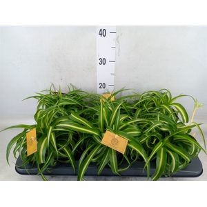 Chlorophytum com. 'Bonnie'