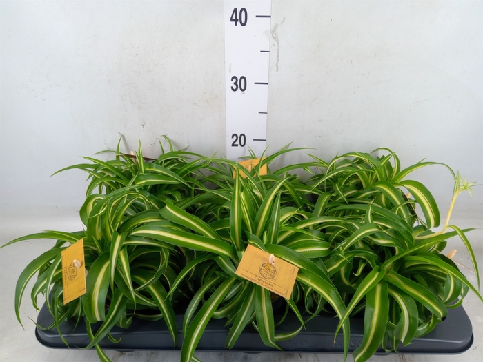 <h4>Chlorophytum com. 'Bonnie'</h4>
