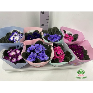 Saintpaulia Voila La Fleur mix 12Ø 20cm