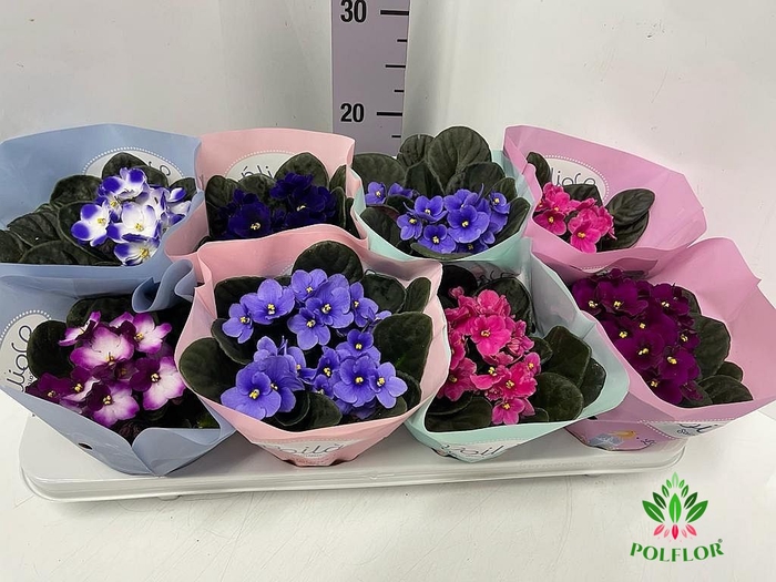 Saintpaulia Voila La Fleur mix 12Ø 20cm