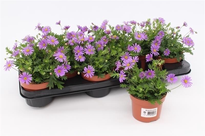 <h4>Brachicome Brasco</h4>