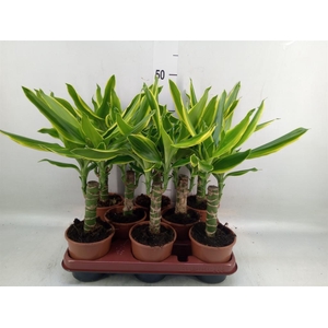 Dracaena frag. 'Golden Coast'