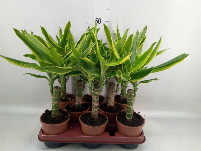 <h4>Dracaena frag. 'Golden Coast'</h4>