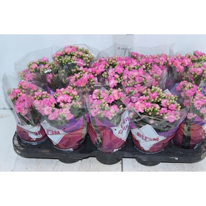 KALANCHOE DOBRADO P11 ROSA