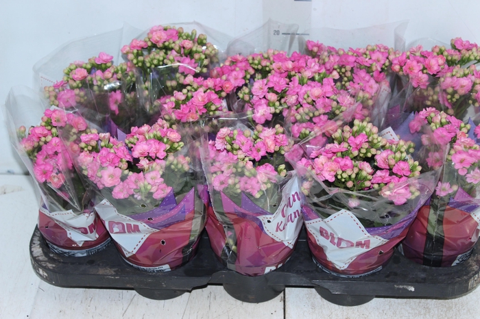 <h4>KALANCHOE DOBRADO P11 ROSA</h4>