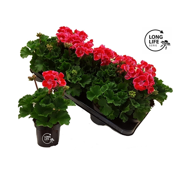 <h4>LongLife Zonale Bicolour pink</h4>