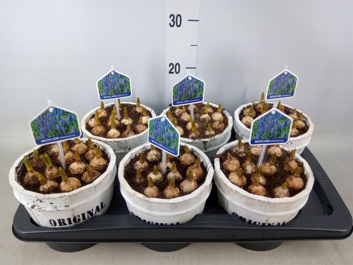 <h4>Arr.  Muscari L%</h4>