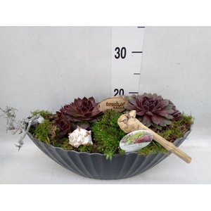Arr.  Sempervivum L%