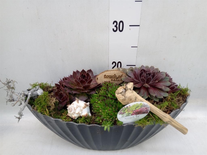 <h4>Arr. Sempervivum L%</h4>